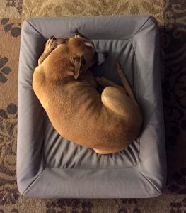 casperdogmattress_comfy