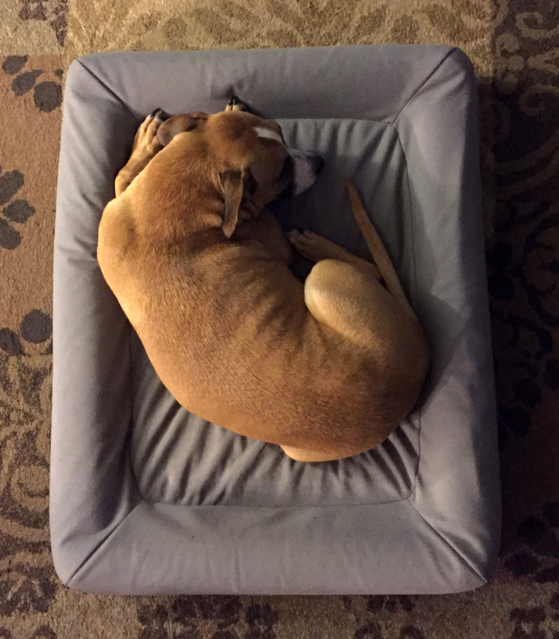 casper medium dog bed