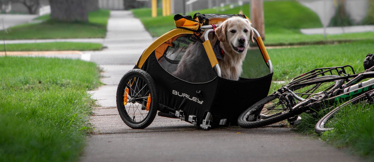 burley tail wagon dog trailer